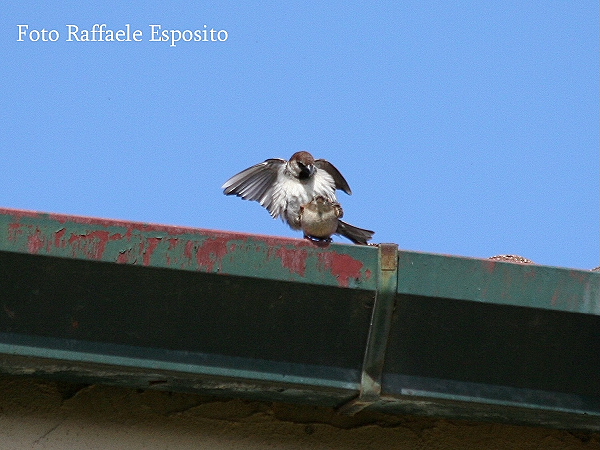 Sequenza di un accoppiamento